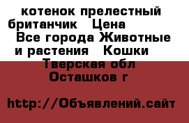 котенок прелестный британчик › Цена ­ 12 000 - Все города Животные и растения » Кошки   . Тверская обл.,Осташков г.